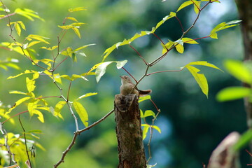 yellow leaves on a branch