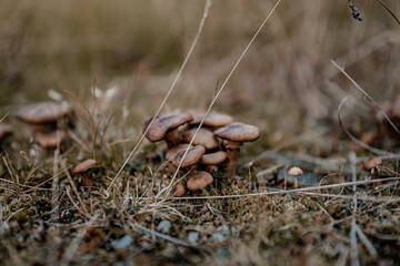 Wild mushrooms in grass in Norway
