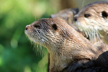 Water repellent fur and whiskers on a river otter.
