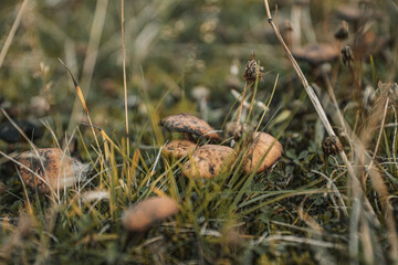 Naklejka na ściany i meble Wild mushrooms in grass in Norway