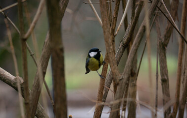 great tit sits on a bush between branches