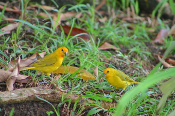 Birding