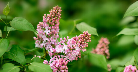 Lilac flowers on a green background. Spring Banner.