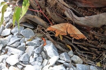 Moth near rocks 