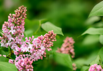 Lilac flowers on a green background. Spring