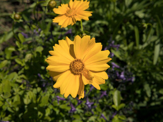 Spring in the park. Closeup view of a beautiful Coreopsis grandiflora, also known as tickseed, flowers of yellow petals blooming in the garden.