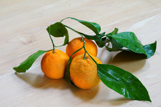 Satsuma Orange Mandarin Fruit With Leaves