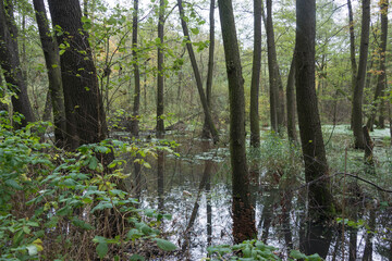 Obraz premium Leśne rozlewisko.