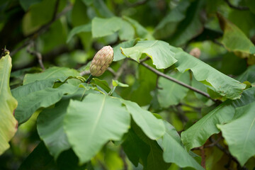 Branch of an umbrella tree with seed head