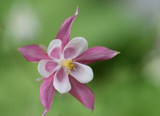 close up of flower