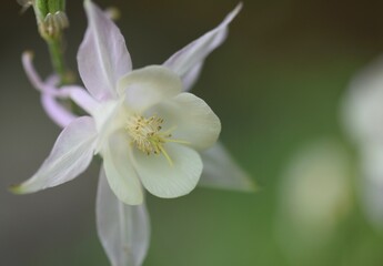 close up of columbine flower