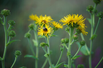 Herbaceous plant with showy yellow flower heads, the elecampane