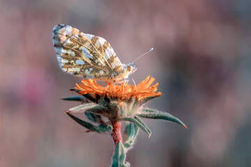 Macro shots, Beautiful nature scene. Closeup beautiful butterfly sitting on the flower in a summer garden.