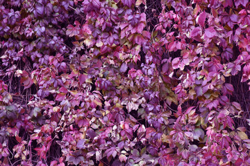 Violet wine leaves wall. Pink grape leaves, colorful banner. Beautiful blooming climbing plants, decorative interior outdoor