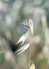 Macro shots, Beautiful nature scene. Closeup beautiful butterfly sitting on the flower in a summer garden.