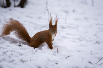 Naklejka na ściany i meble Beautiful fluffy squirrel on snow-white soft snow, good winter day