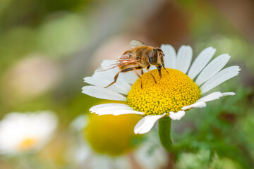 Close up  beautiful bee on flower

