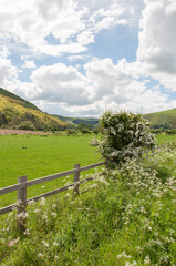 Fototapeta na wymiar Summertime landscape in Radnorshire, Wales.