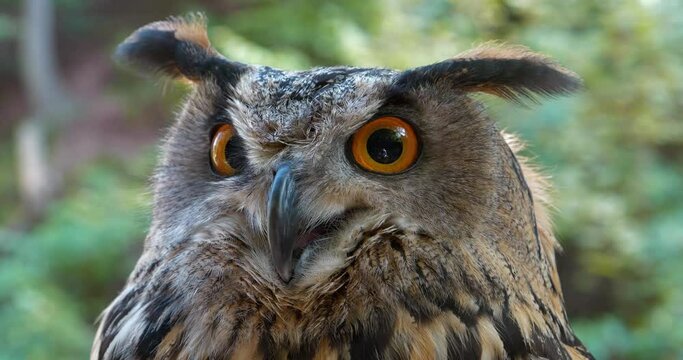 Female eagle owl with big eyes in the forest