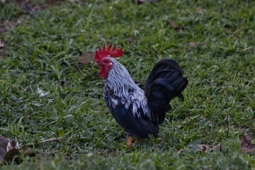 rooster on the farm grass