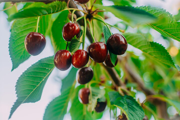 Ripe cherries