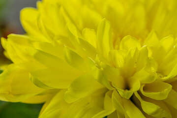 Fototapeta premium A yellow chrysanthemum flower close-up.
