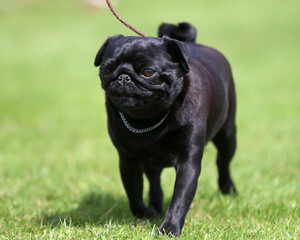 Black Pug