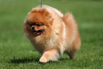 Pomeranian Dog