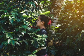 Mujer recolectando café en la montaña