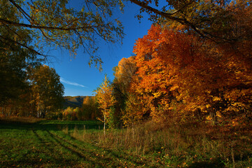 Autumn colors. Colorful deciduous forest. Maple leaves are brightly fiery. Long shadows from trees. Wheel tracks in the clearing.