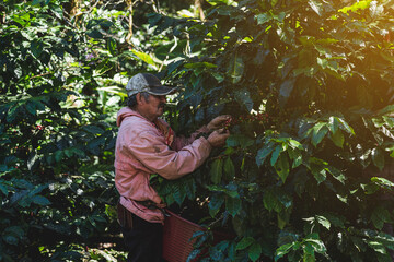 Adulto mayor recolectando café en la montaña en Costa Rica