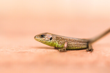 lizard in the courtyard