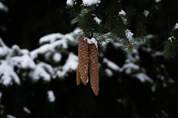 beautiful cones on the Christmas tree in winter, good winter day