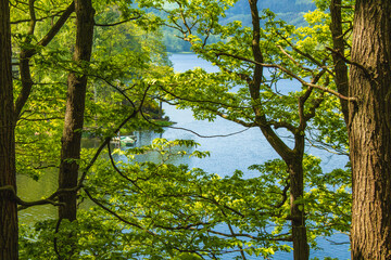 Rursee at Eifel National Park, Germany. Scenic view of trees and lake in the background in North Rhine-Westphalia