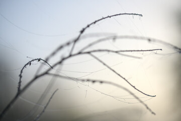 Slim twigs of a wild herb with cobwebs and dew in foggy back light, abstract nature shot in winter, wabi sabi style with blurry elements, copy space, selective focus on a few drops