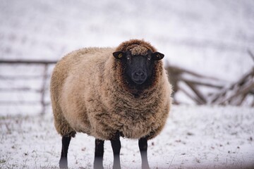 Schaf im Schnee