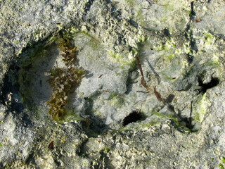 Coastline Zanzibar island Tanzania