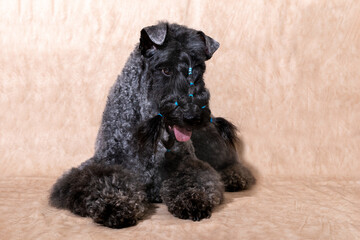 Portrait of a beautiful Kerry blue terrier lying on a beige background in the salon, after grooming