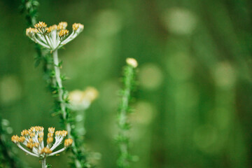 Flower background Close Up