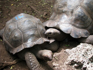 Fototapeta premium tortoises in Prison or Changuu Island Zanzibar Tanzania