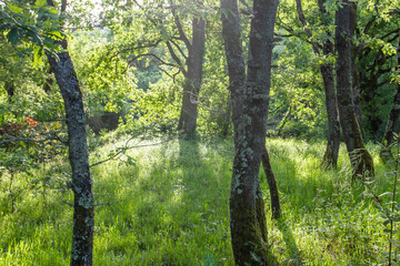 Green forest landscpae