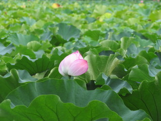 lotus flower in the park