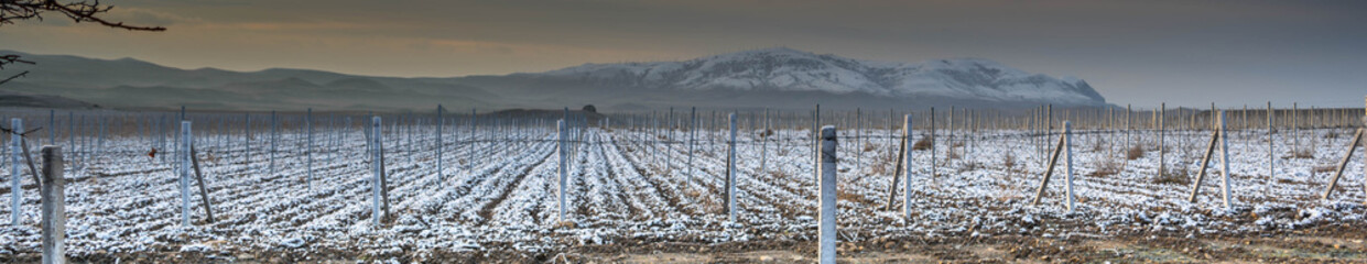 Fototapeta premium Vineyard in the snow
