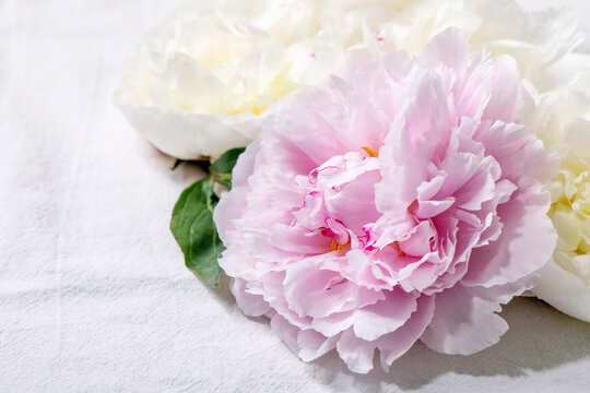 Pink and white peonies flowers with leaves over white cotton textile background. Close up, copy space