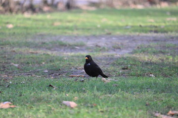 Spaziergang der Amsel