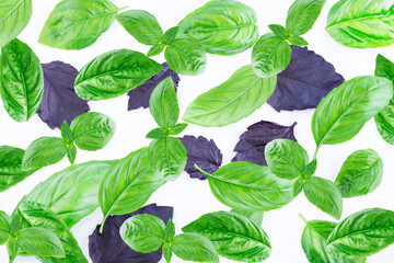 Basil isolated. Basil leaf on a white background. Basil leaves top view.