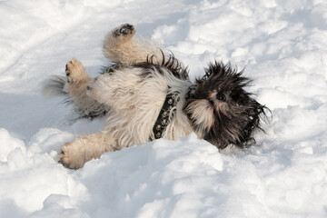 PON-Schapendoes Mix dog rolling joyfully in the snow