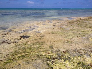 Coastline Zanzibar island Tanzania