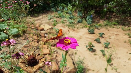 flowers in the garden