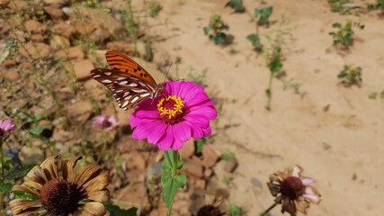 butterfly on flower